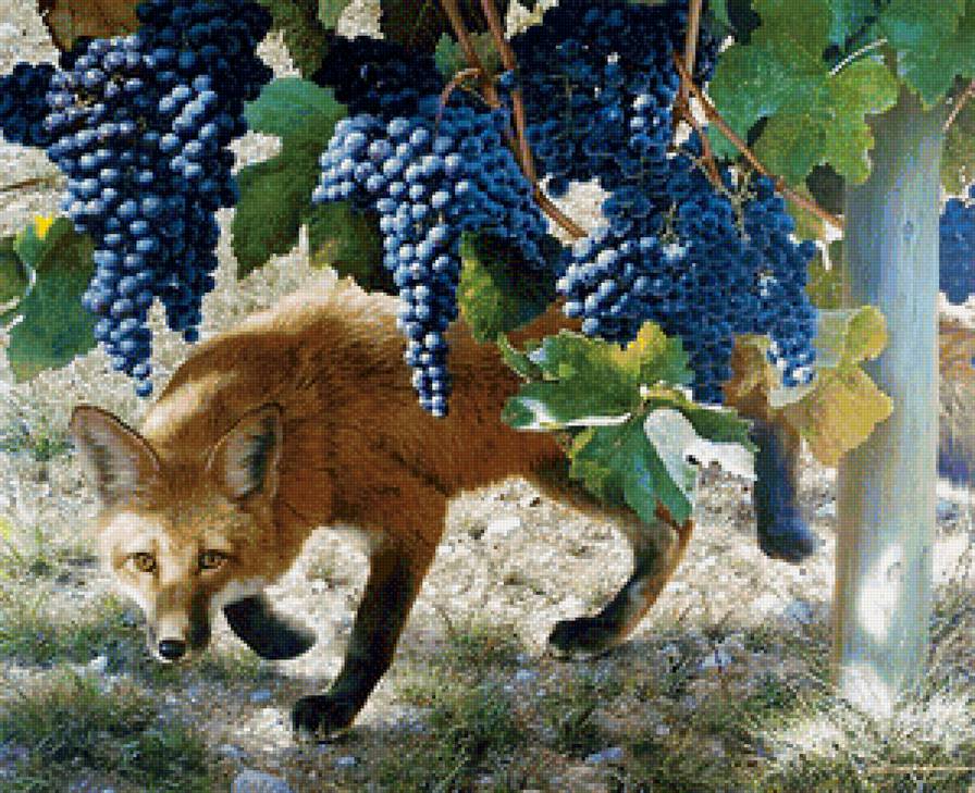 Лиса и виноград - природа, звери, виноград - предпросмотр