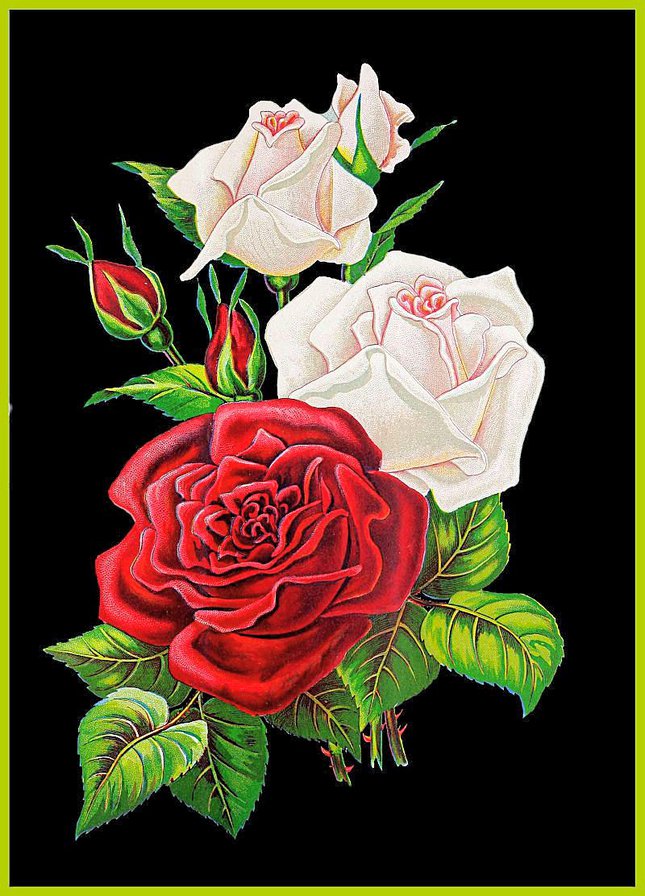 роза нежная - роза, ретро, розы, белые цветы, красные цветы, розовые цветы, винтаж - оригинал