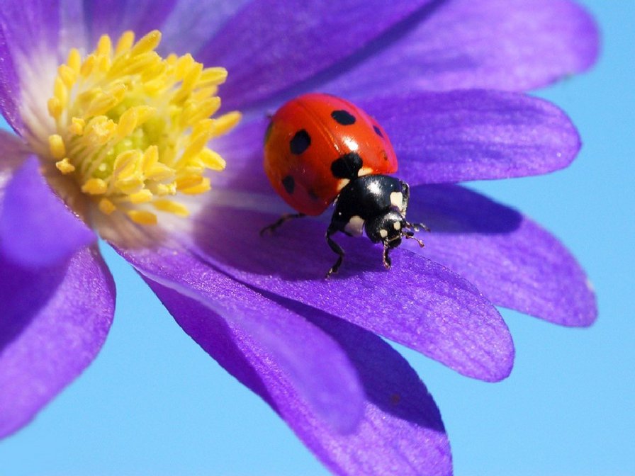 божъя - оригинал