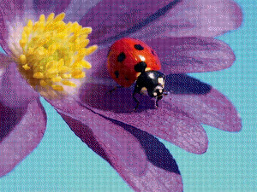 божъя - предпросмотр