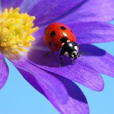 Схема вышивки «божъя»