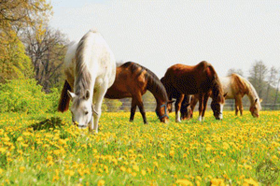 horses - horses - предпросмотр