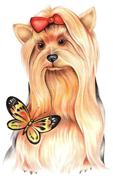 Красотка - собаки, йорк, животные, бабочка - оригинал