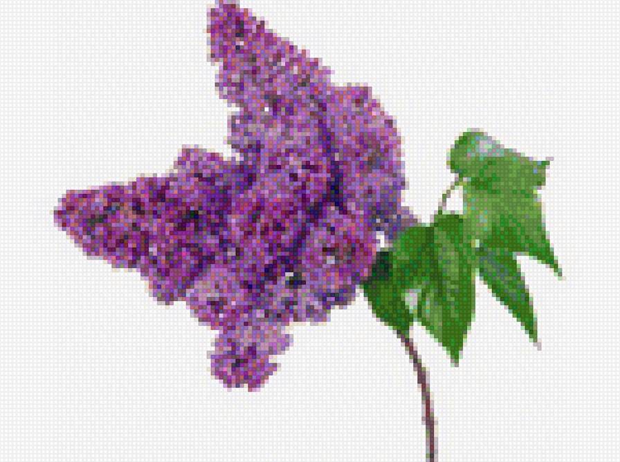 маленькая ветка сирени - предпросмотр