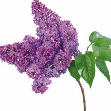 Схема вышивки «маленькая ветка сирени»