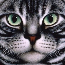 серая морда