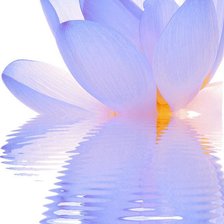 ФИОЛЕТОВЫЙ ЛОТОС