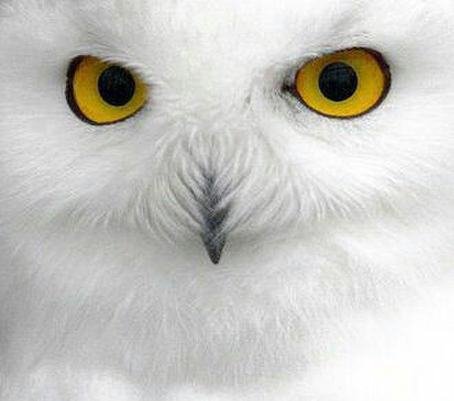 БЕЛАЯ СОВА - оригинал