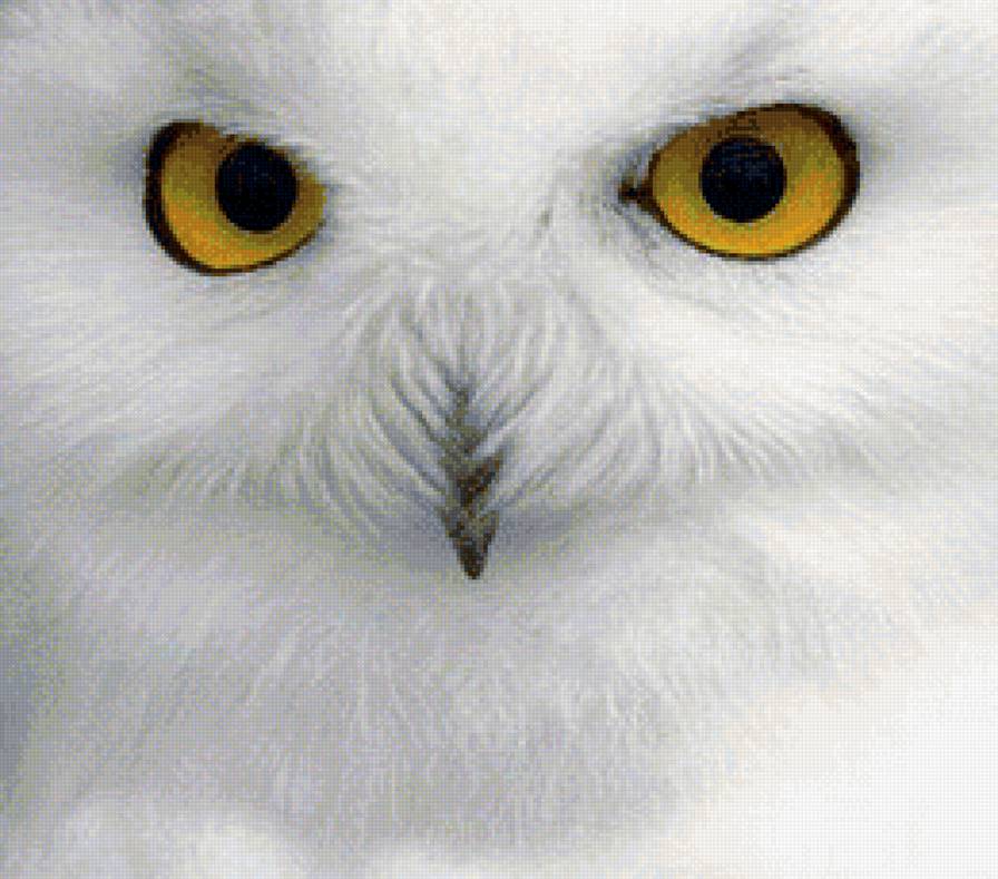 БЕЛАЯ СОВА - предпросмотр