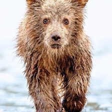 Схема вышивки «misiek»