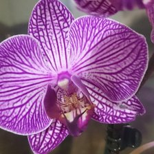 Схема вышивки «Орхидея»