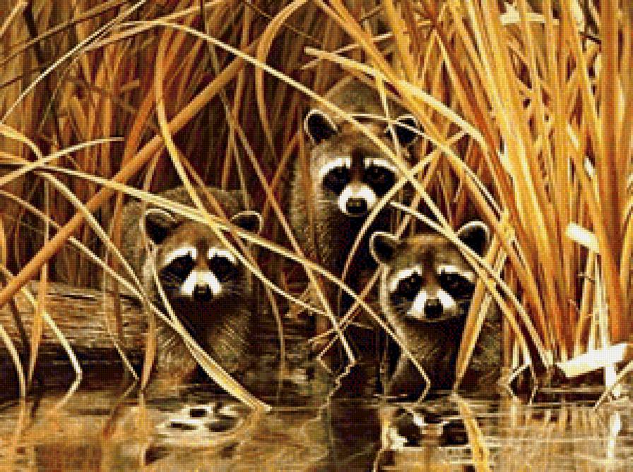 Еноты - предпросмотр