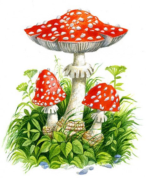 Мухоморчики - грибы - оригинал