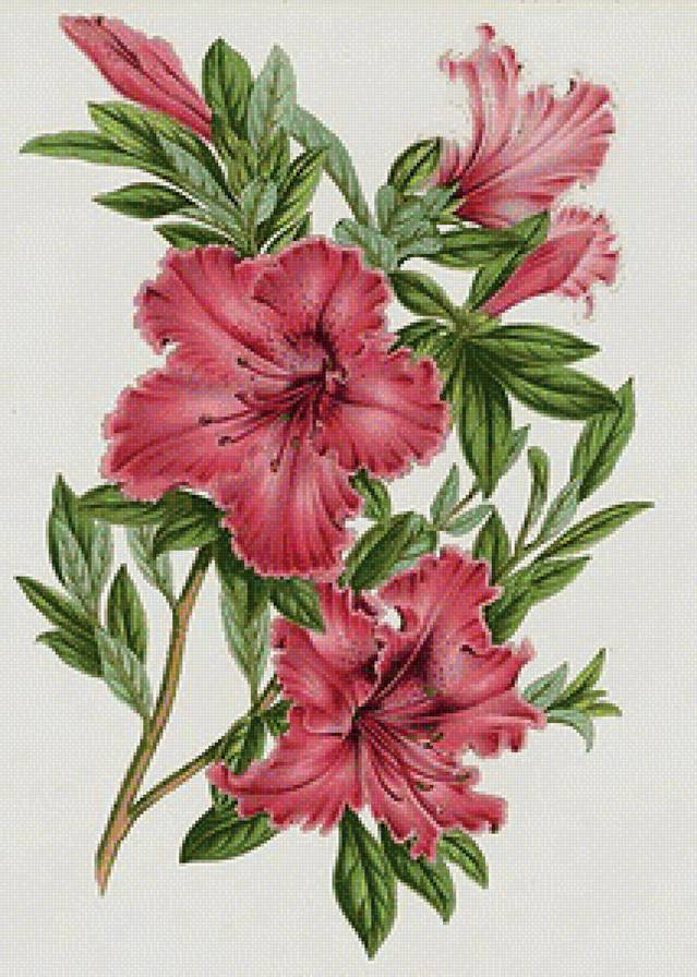 цветы - предпросмотр