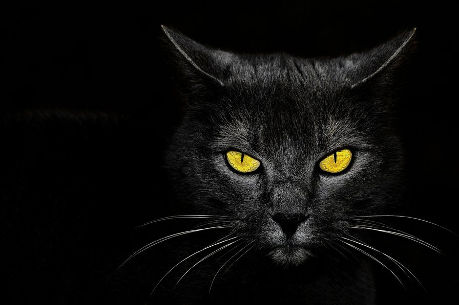 Черная кошка - кошка - оригинал