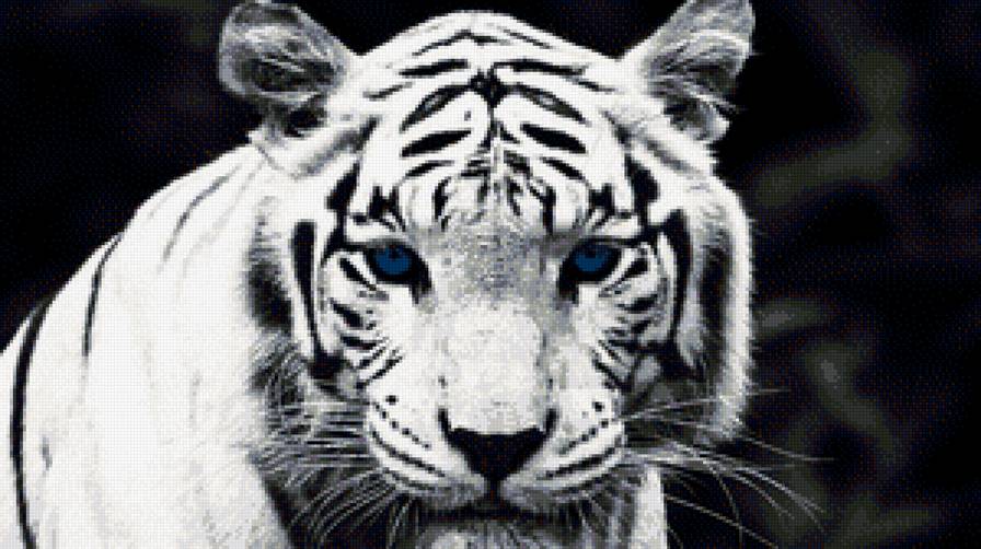 Белый тигр - тигр - предпросмотр