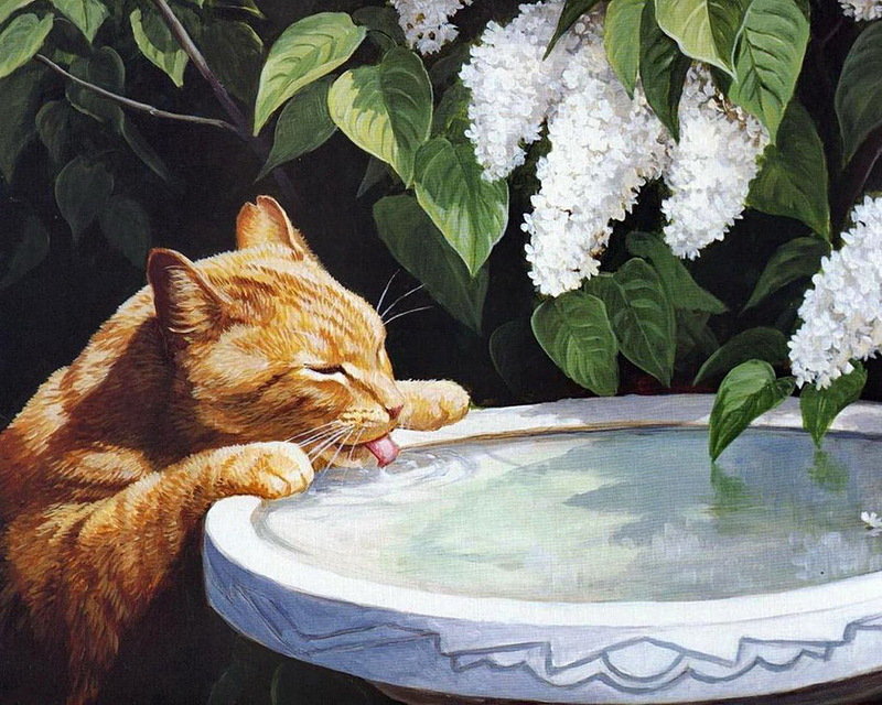 пить хочется.... - сирень, вода, кот, лето - оригинал