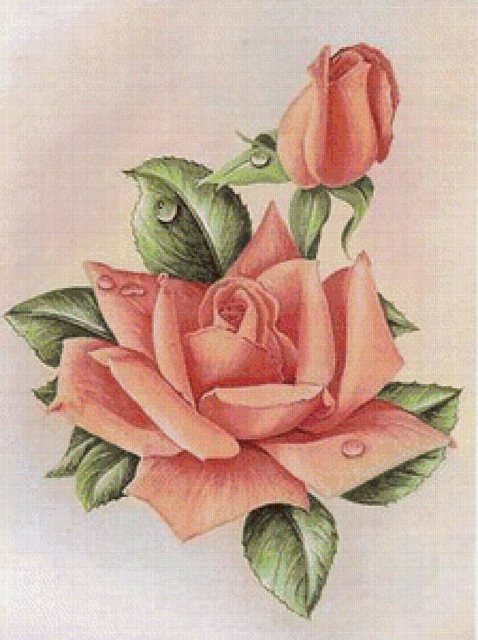 роза - цветок - предпросмотр