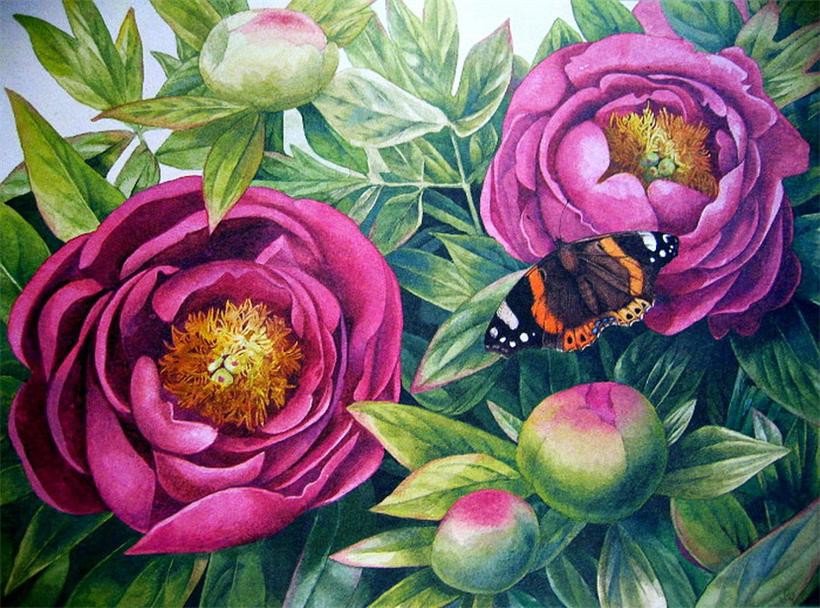 Пионы - природа, цветы - оригинал