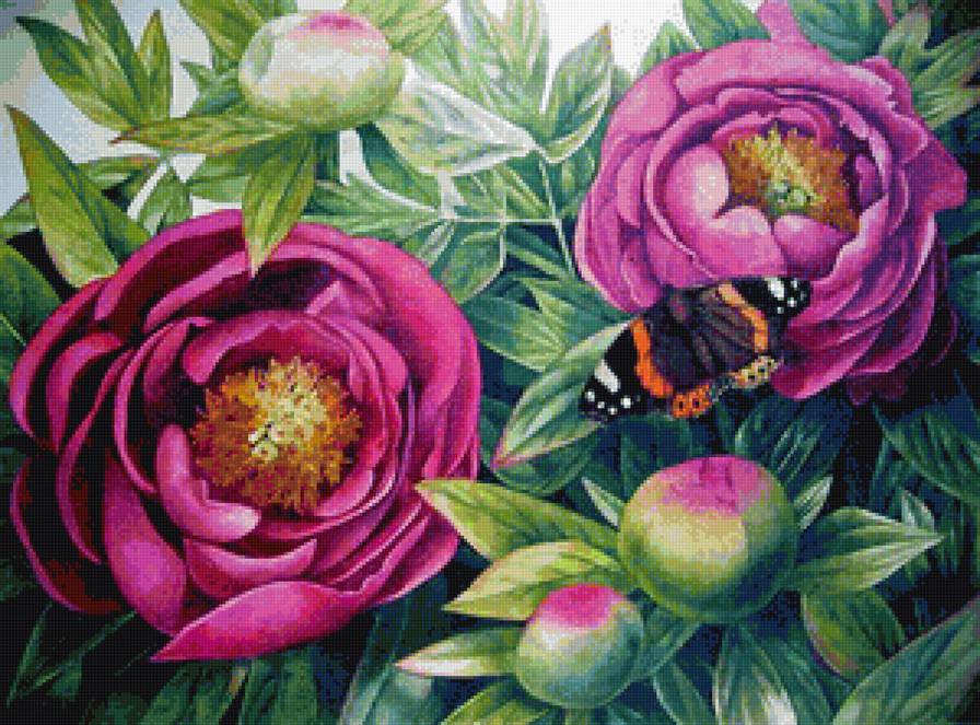 Пионы - природа, цветы - предпросмотр