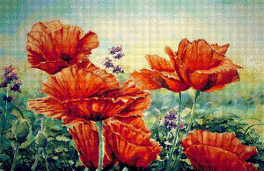 maki polne - maki polne - предпросмотр