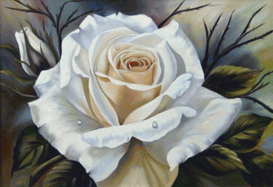 Её Величество Роза - роза, цветы - предпросмотр