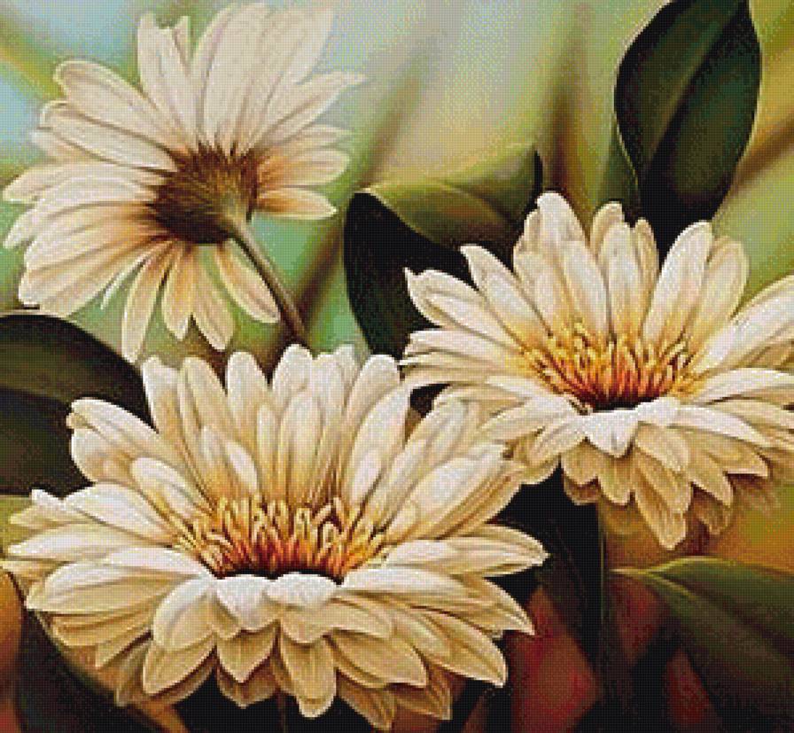 Герберы - цветы, герберы - предпросмотр