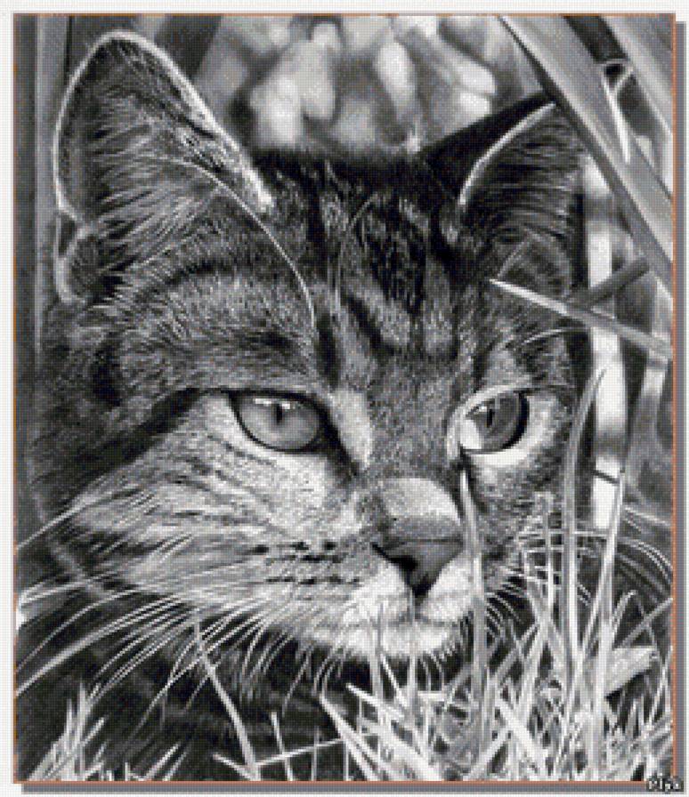 котик - лето, животные, монохром - предпросмотр