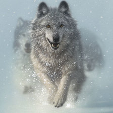 бегущие волки