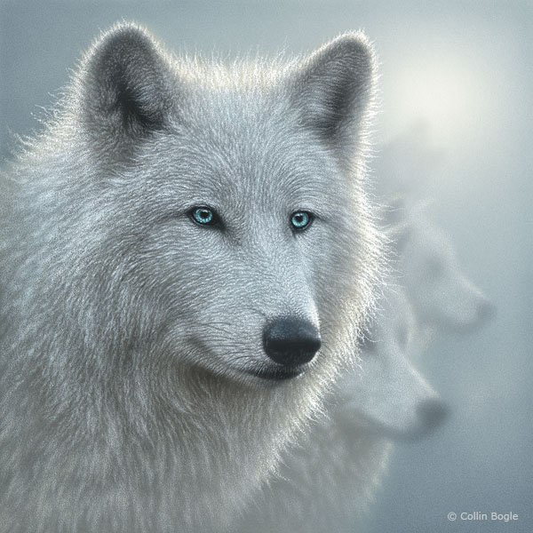 белый волк - волк, белый - оригинал