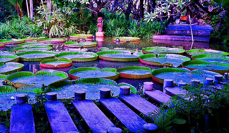 Виктория амазонская - вода, сад, природа - оригинал