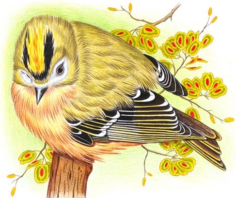 Птичка - птицы - оригинал