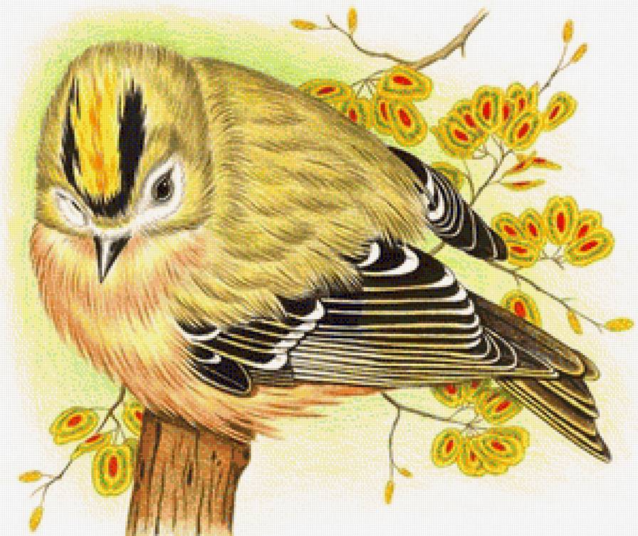 Птичка - птицы - предпросмотр