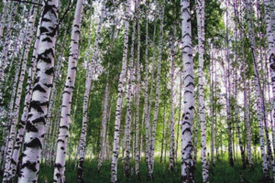 Березовая роща - предпросмотр