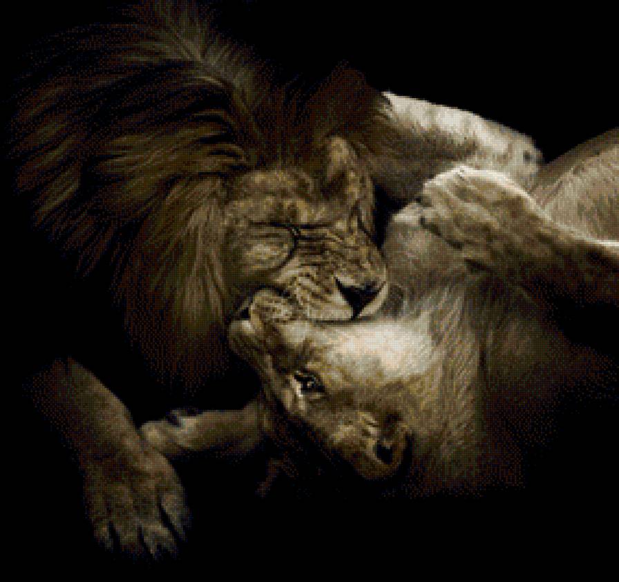 Лев и львица - животные, лев и львица - предпросмотр