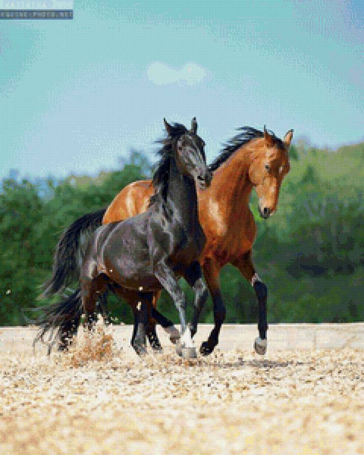 dwa konie - dwa konie - предпросмотр