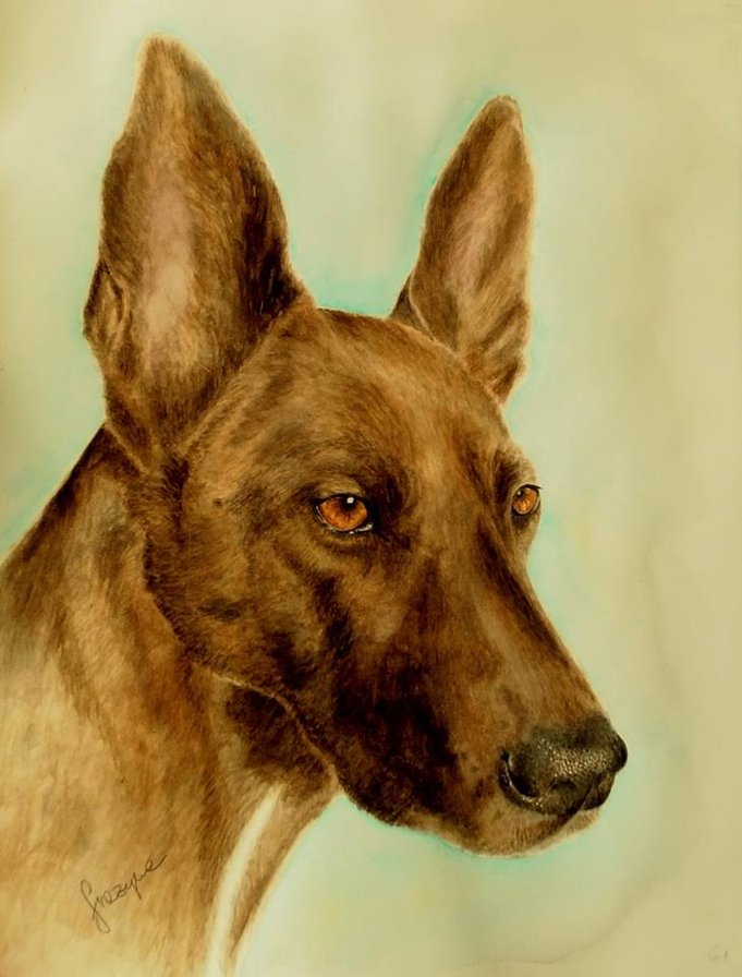 pies - pies - оригинал