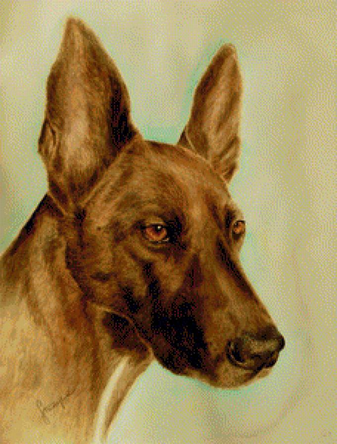 pies - pies - предпросмотр