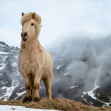 Схема вышивки «konik w górach»