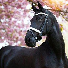 Схема вышивки «kary»