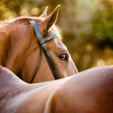 Схема вышивки «kasztan»