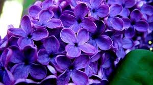 сирень цветы - сирень, цветы - оригинал