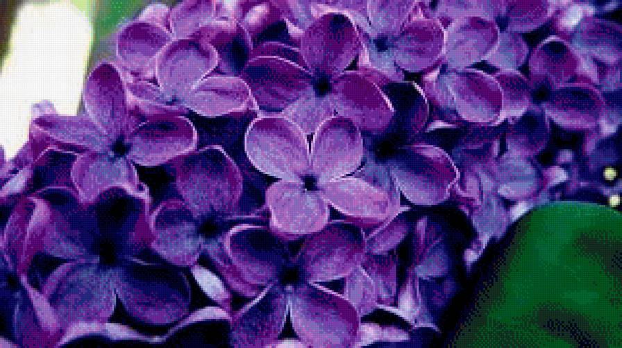 сирень цветы - сирень, цветы - предпросмотр