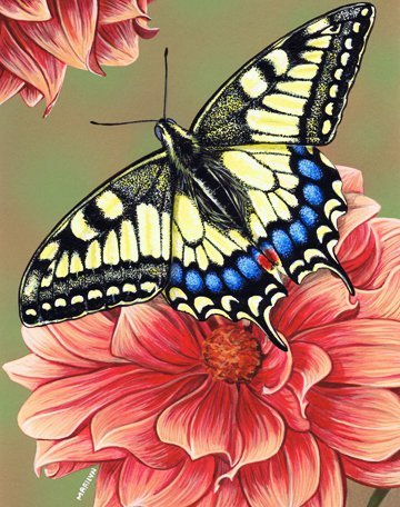 бабочка на цветах - цветы, бабочка, красота - оригинал