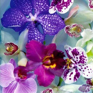 Орхидеи - цветы, орхидеи - оригинал