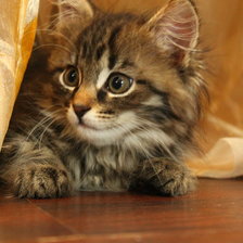 Схема вышивки «мейн кунчик»