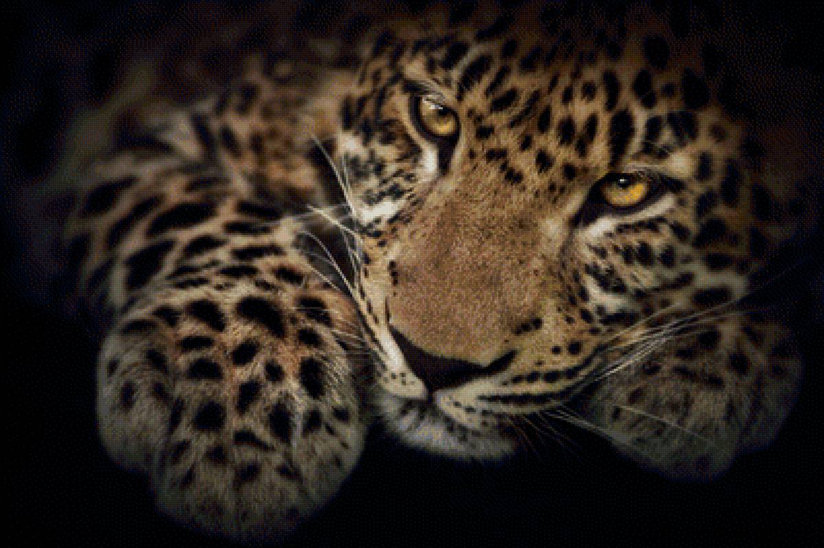 лекопард - предпросмотр