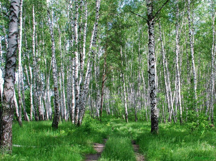 Березовая роща - оригинал