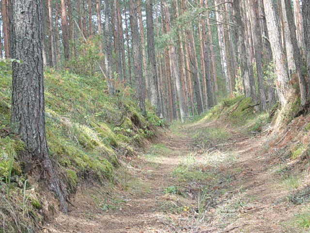 лес - оригинал