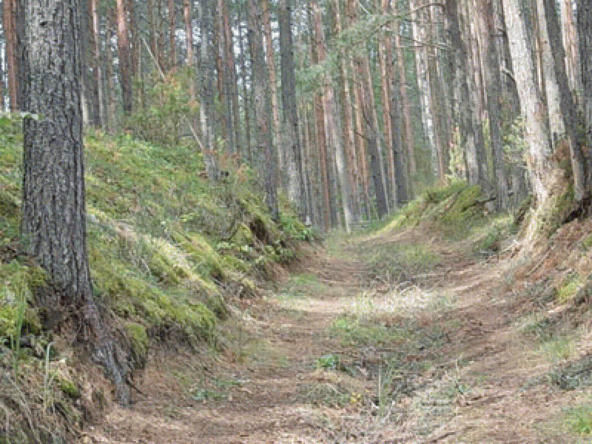 лес - предпросмотр